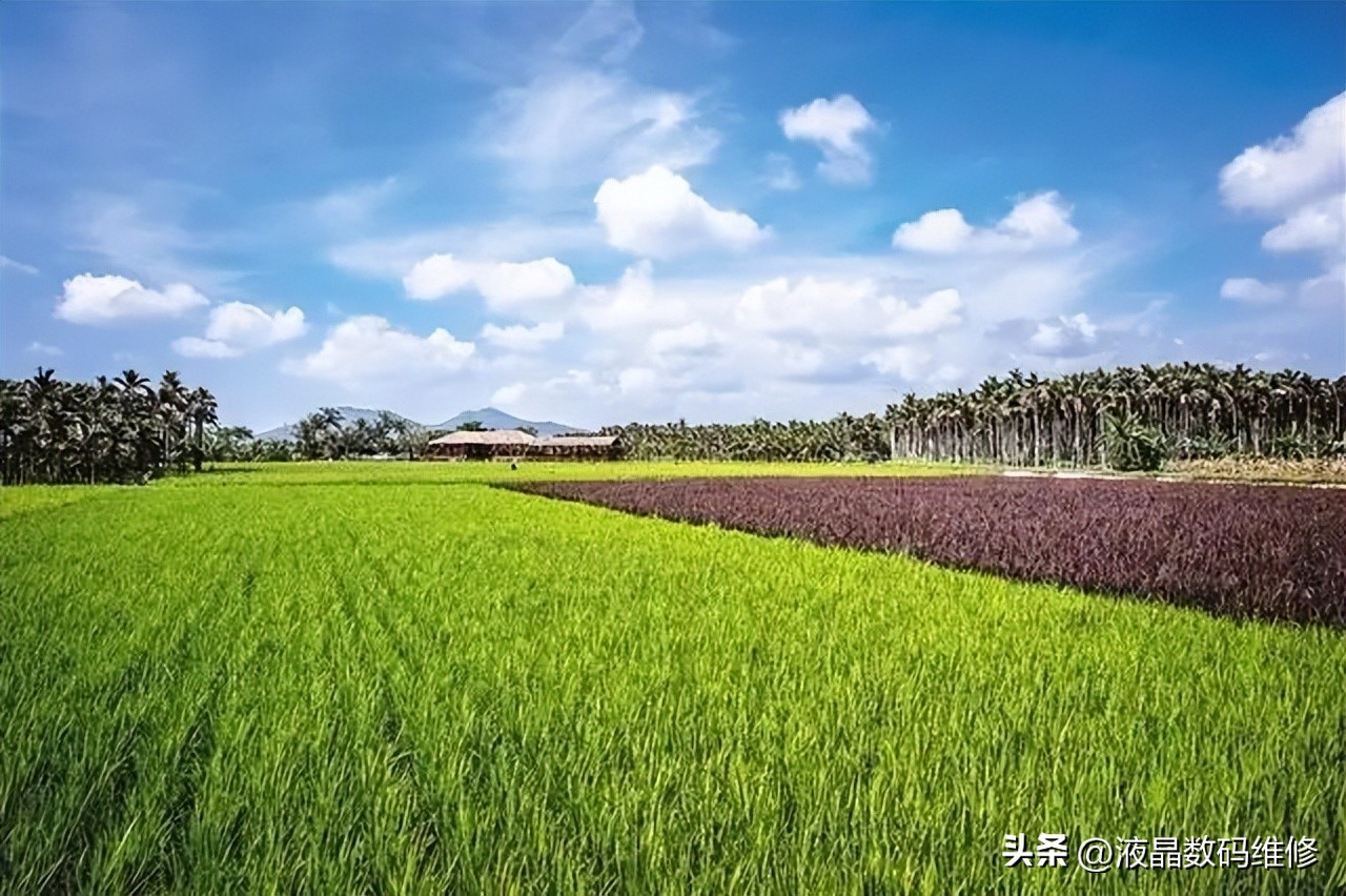 乡村振兴农村人怎样才能致富,如何带领村民致富实现乡村振兴