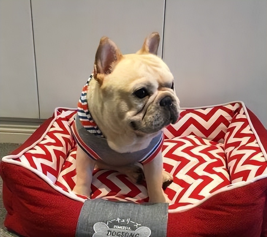 巴哥和法斗犬哪个好养,法斗和巴哥犬哪个好养