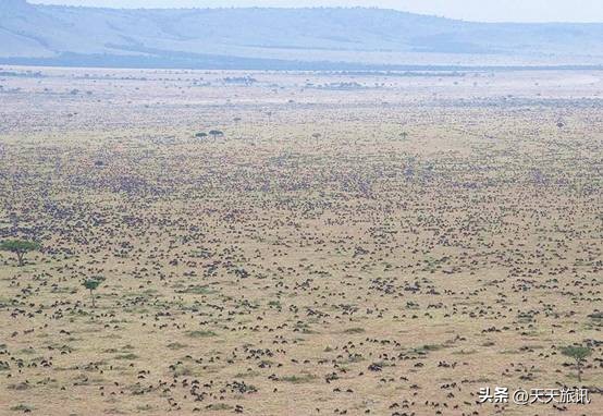 东非大草原动物大迁徙路线,为什么东非野生动物大迁徙