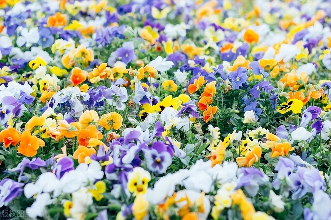 窗台养的小花,窗台上好养活的花