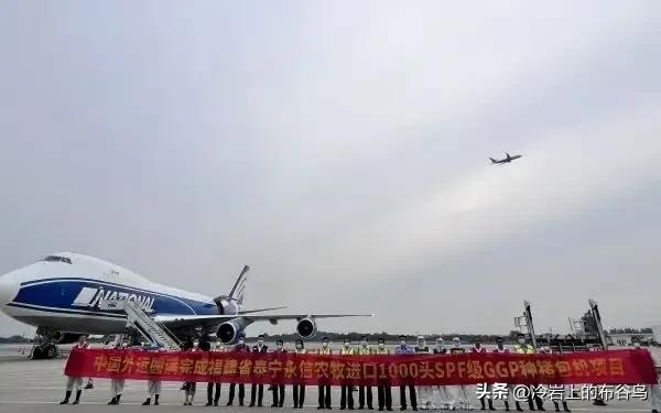 引进美国的1000头SPF级GGP“猪八戒”到底为何物？必须要进口吗？