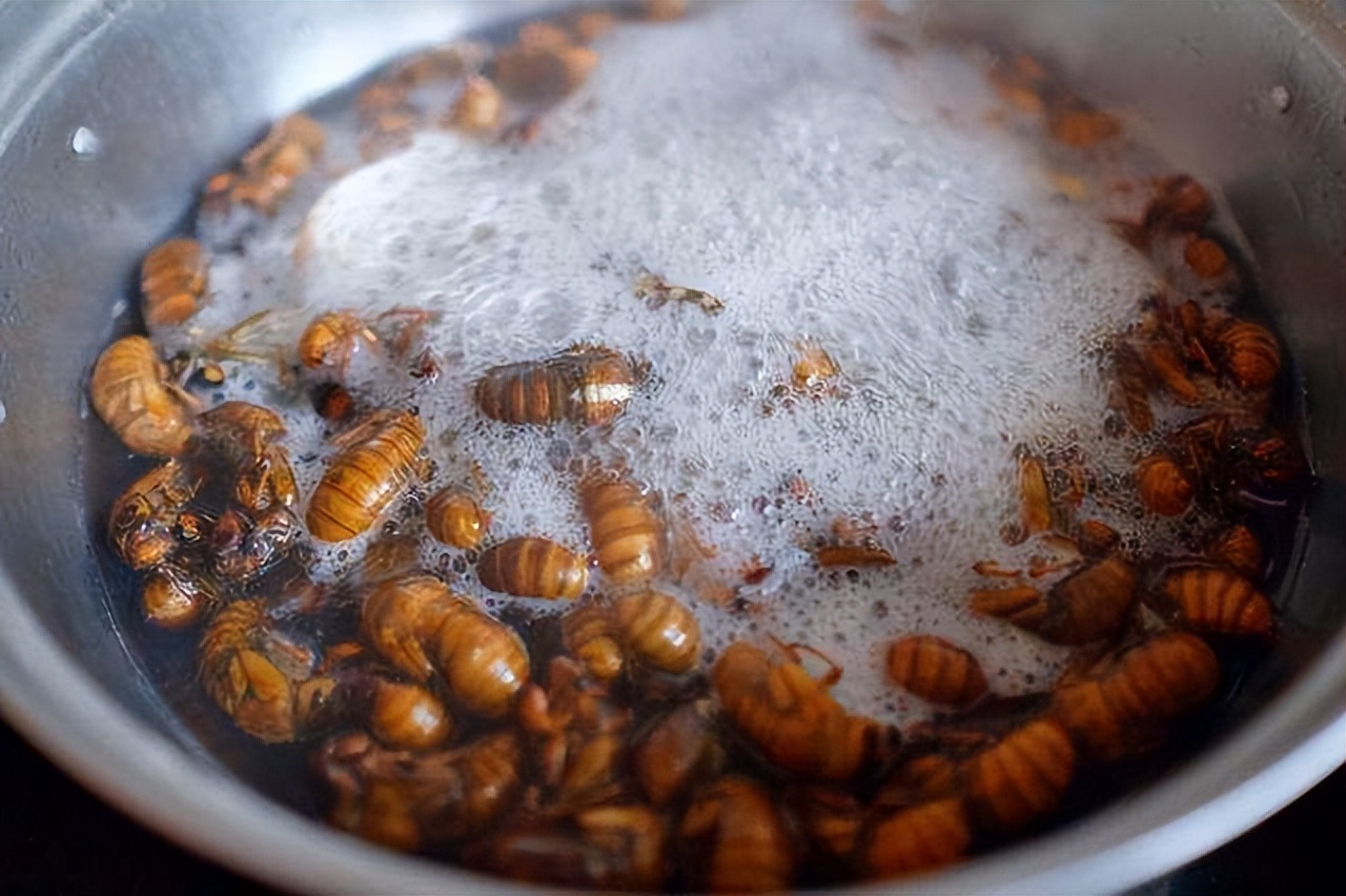 金蝉别只会炸着吃，分享金蝉的3种做法，入味好吃，酥脆不油腻