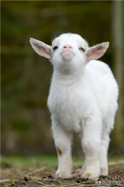 羊奶主要缺点,羊奶怎么养好喝