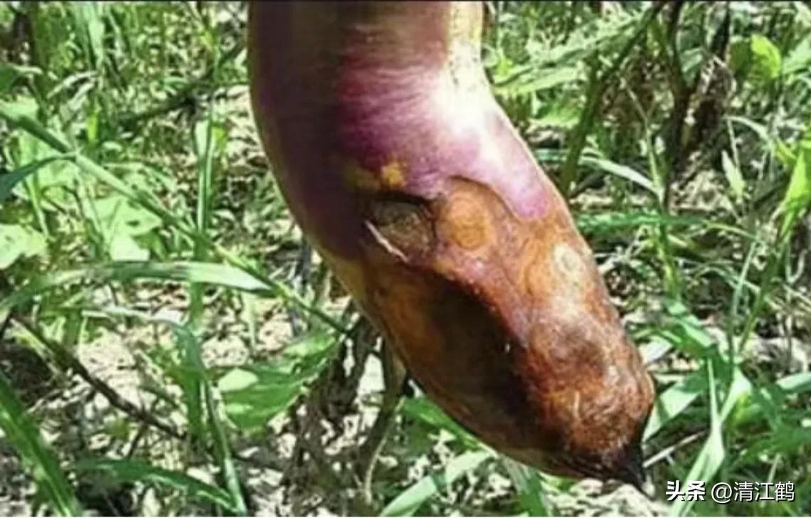 茄子买什么样的好,茄子到底能不能买