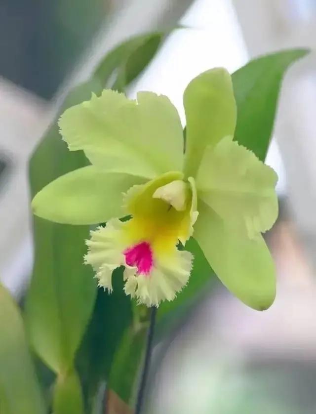 国色天香秀色可餐的美女 (秀色可餐与国色天香)