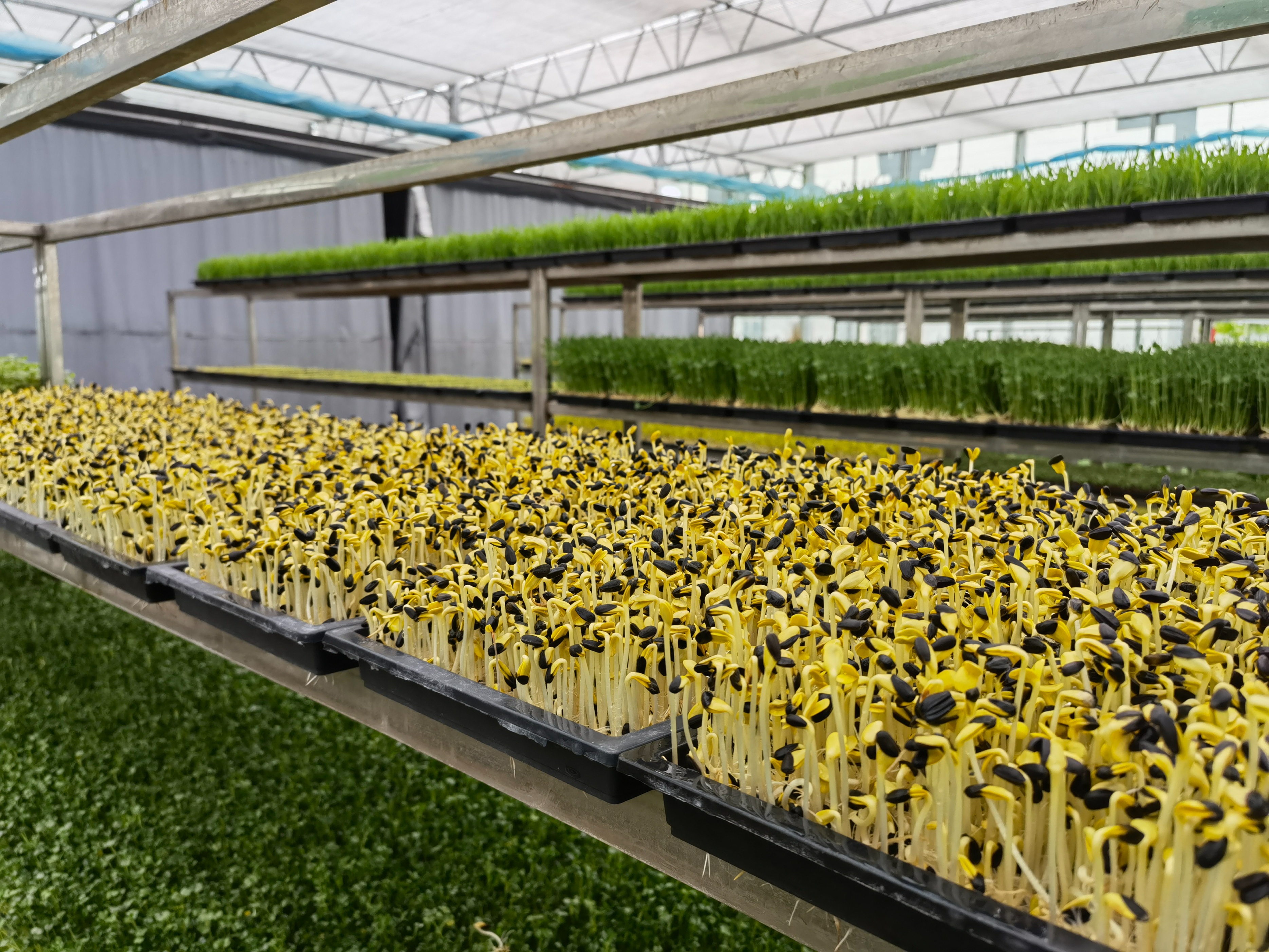 种植芽苗菜加盟,芽苗菜种植前景及利润