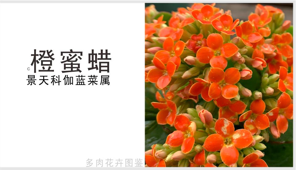 紫色蜜蜡玫瑰花,橙色飘花蜜蜡