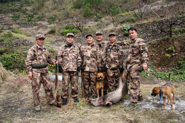 中国“野猪患”四起，数量突破120万头，为何打野猪成赔本买卖？