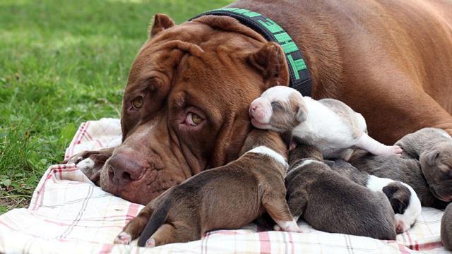 如何治疗狗狗产后恶露不尽？