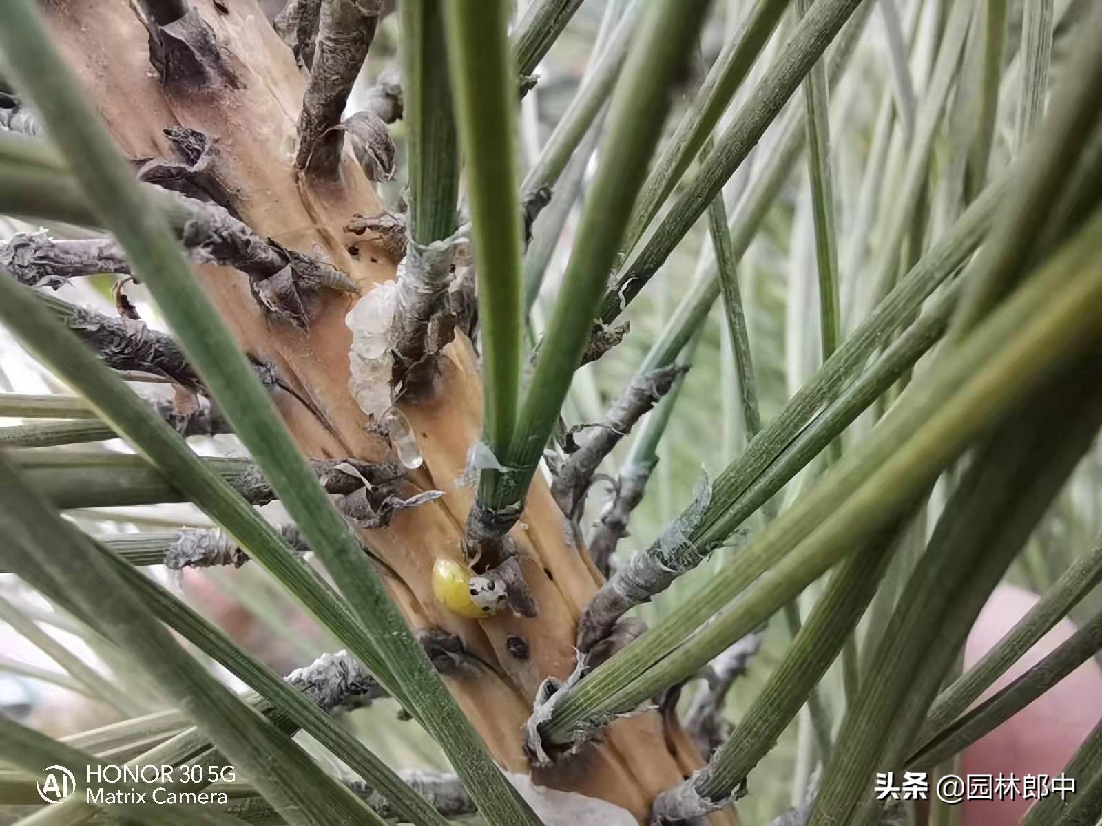 松大蚜为害标准,松树防螟虫