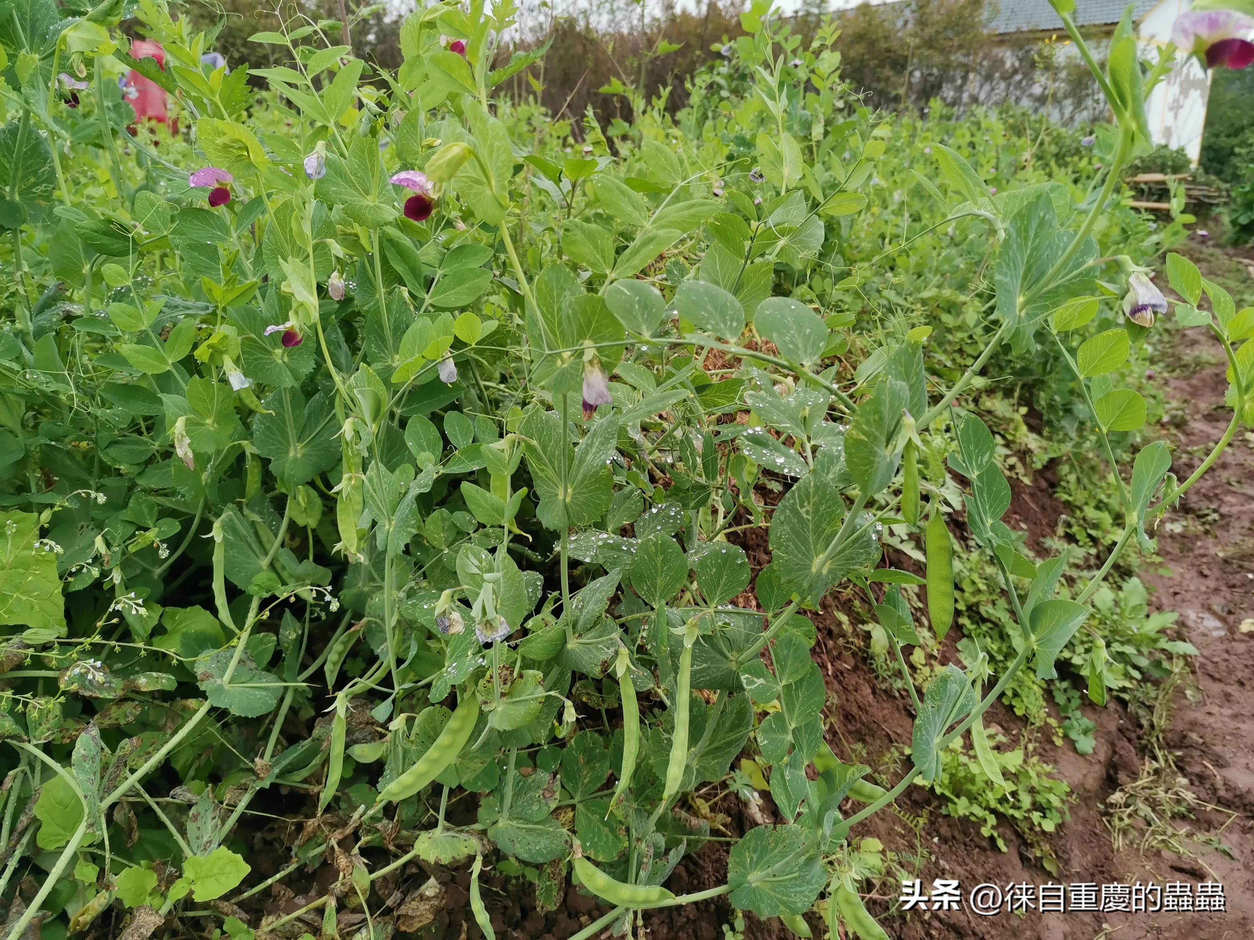 教授出没，风行草偃