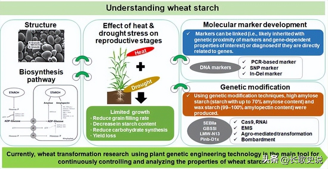 小麦淀粉糊化的温度是多少度,小麦淀粉高温糊化后有韧性吗