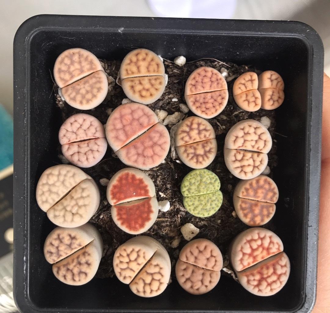 多肉生石花中间长出小芽怎样办,多肉生石花用纯颗粒土控养怎么样