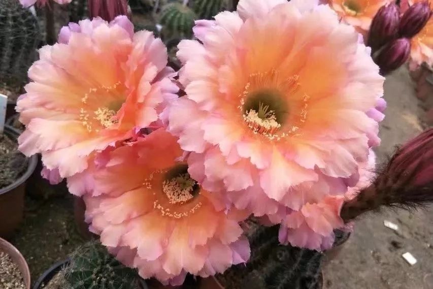 200种·仙人球开花图鉴，大开眼界，美到爆