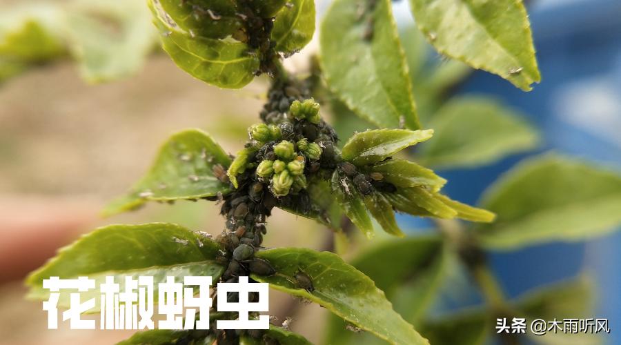 家里有蚜虫怎么消灭蚜虫,如何快速消灭蚜虫蚜虫最怕什么