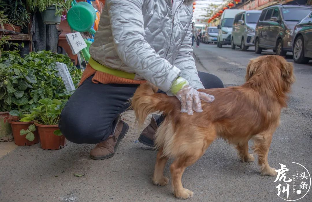 福州齐安路花鸟市场营业时间,福州国艺花鸟市场营业时间