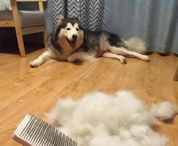 哪些狗掉毛少聪明还好养,狗类掉毛排行榜