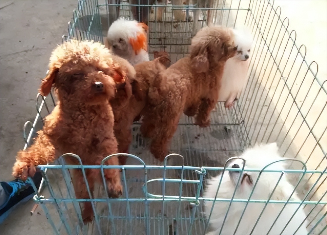 在狗市买狗需要注意哪些事项,在狗市买狗应该注意什么事项