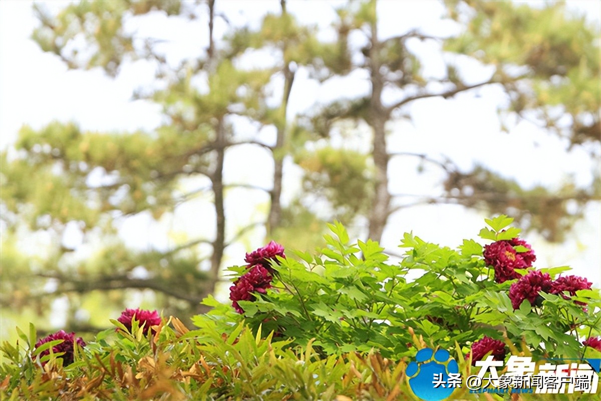 花开时节动京城最美不过洛阳城,花开时节动京城洛阳