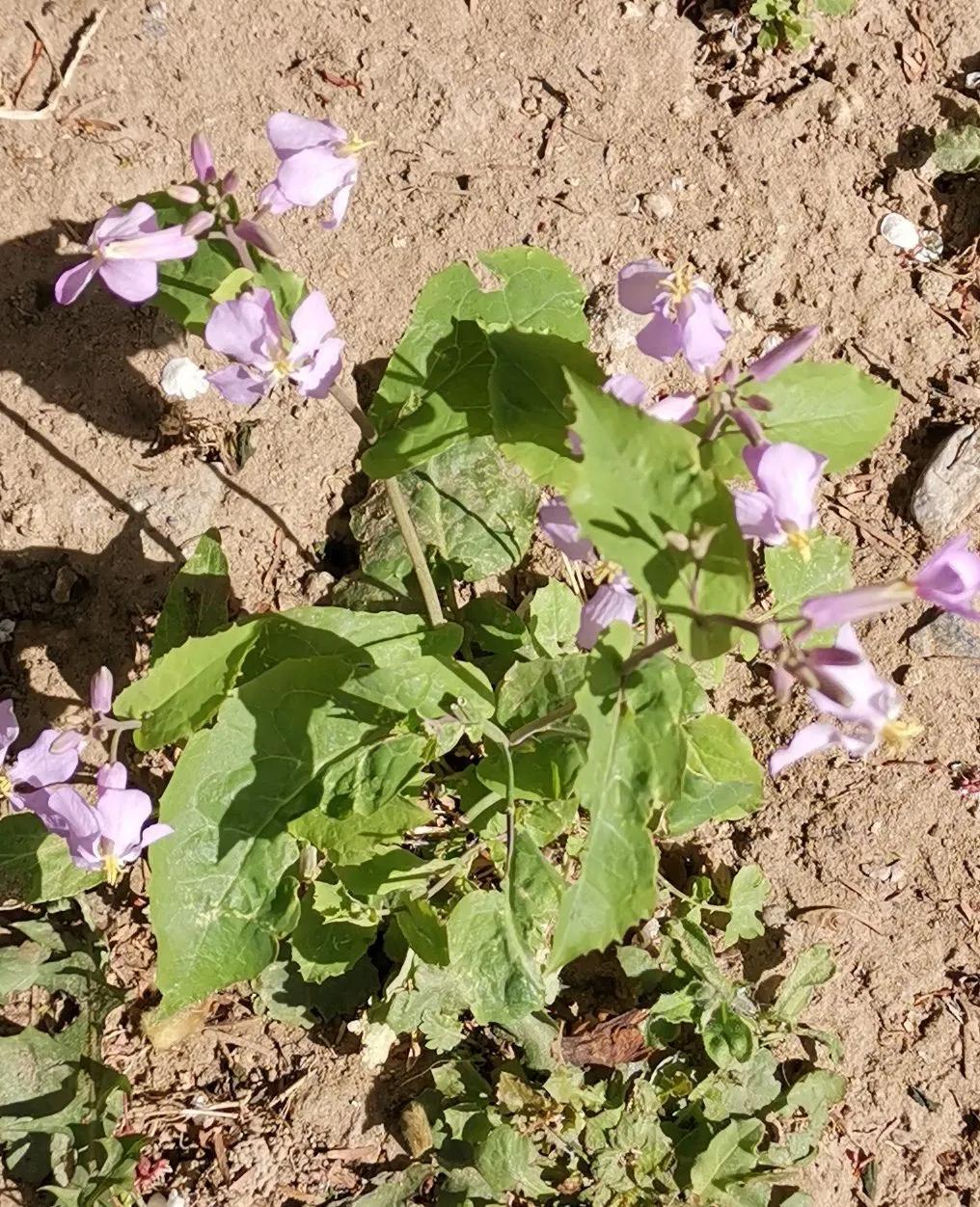 红叶诗五言全文,红叶的诗句古诗大全