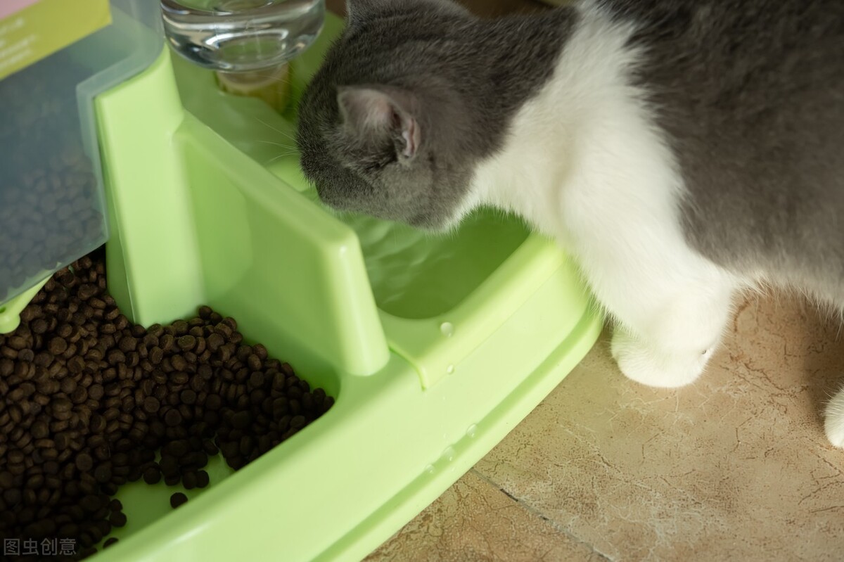 猫咪知识横版视频,猫咪知识讲解视频