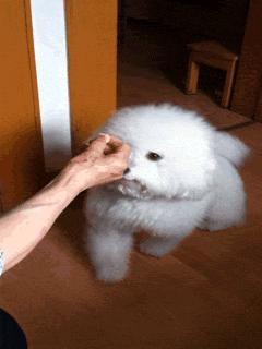 比熊犬的各种动作表示什么,比熊犬的优缺点及性格特点是什么