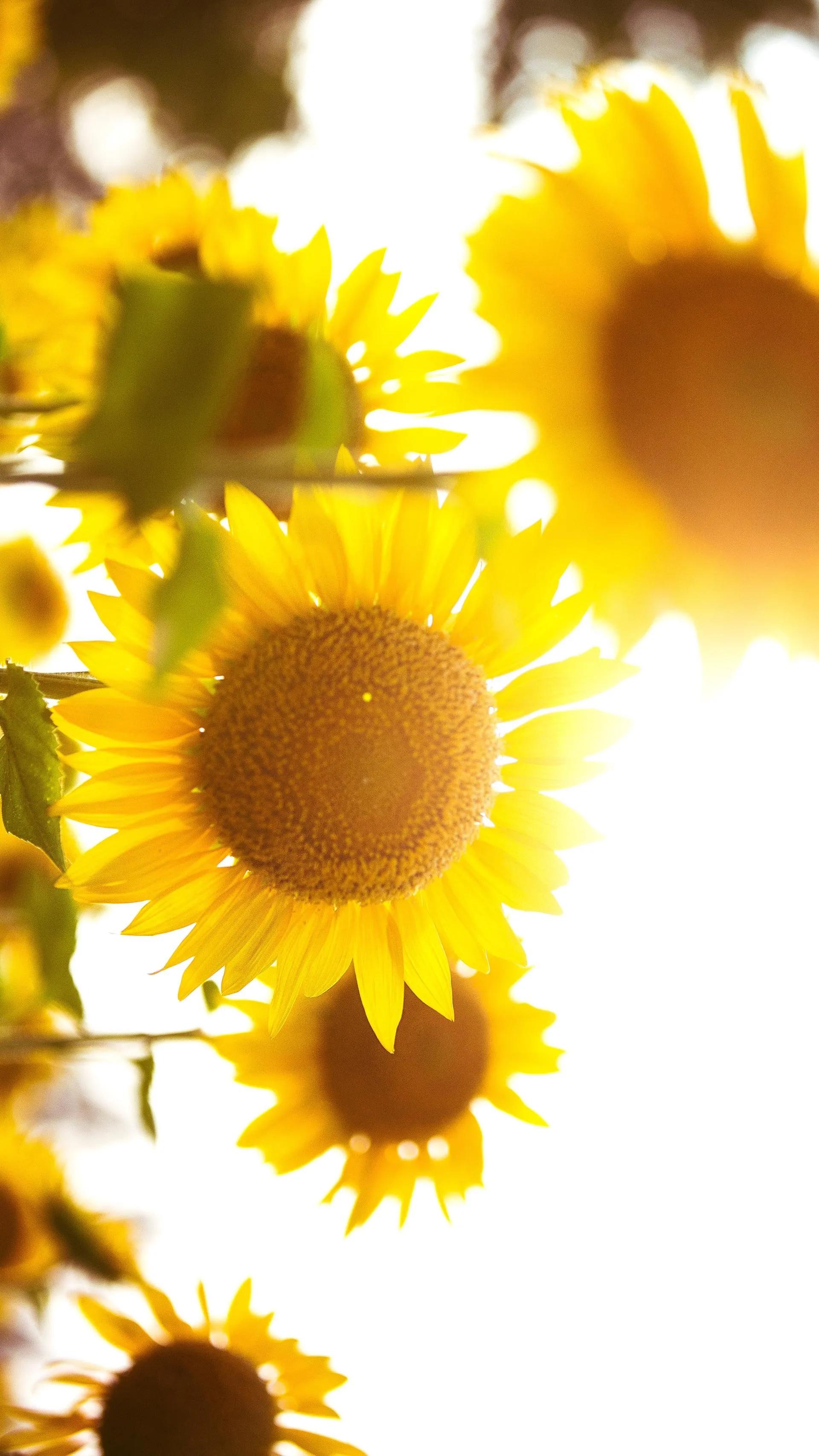 世界各国国花一览表,南美洲各国国花