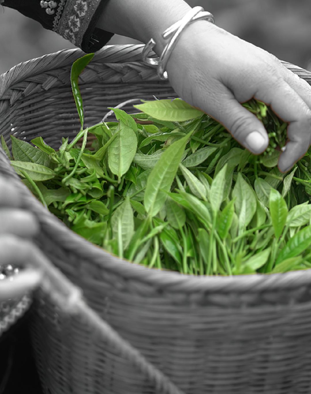 雅诗兰黛与兰蔻品牌对比,兰蔻为什么比雅诗兰黛贵