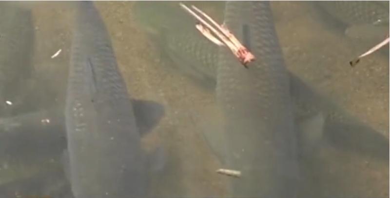 广西小伙养草鱼卖400,5亩养殖草鱼一年能赚500万