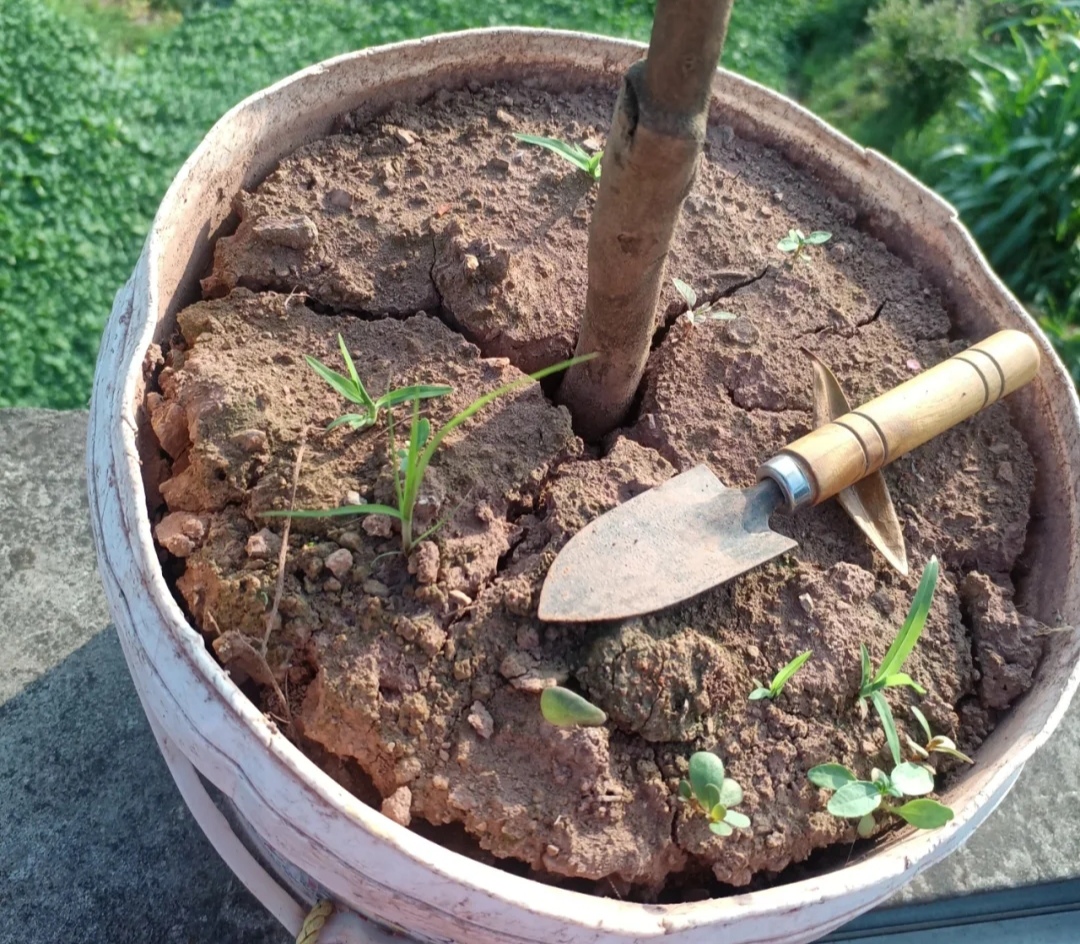 盆土粘稠能少浇水吗,盆土硬如石用什么泡水