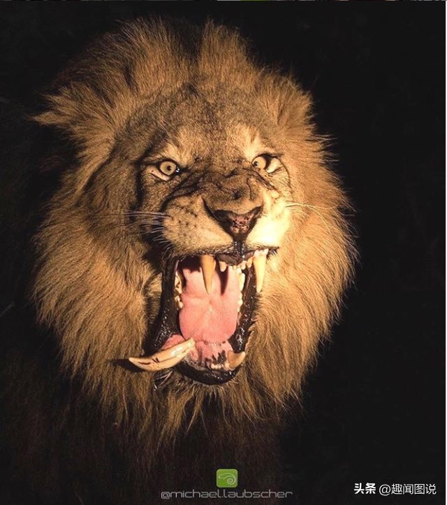 风靡美国的柠檬杯胸罩，印度*队军**的大象战机，36张图看世界