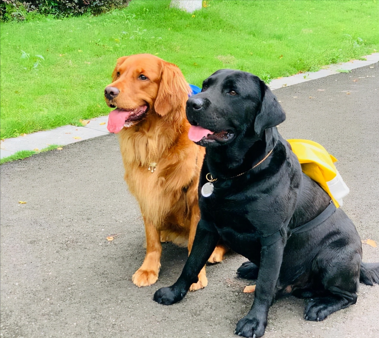 金毛和拉布拉多谁的战斗力更强,金毛和拉布拉多哪个大一些