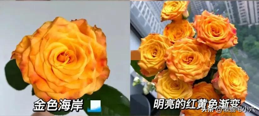 玫瑰花送你最浪漫,姑娘送一个玫瑰花给你