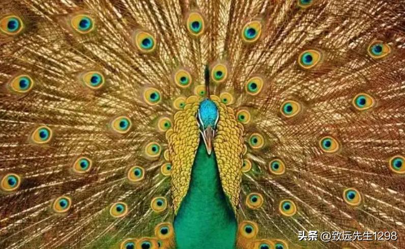 从「千里共良宵」学习项目的主题和文案策划怎么写