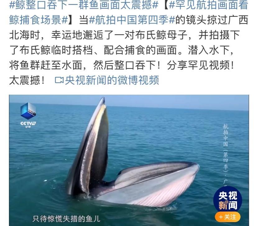 最强干饭人！鲸鱼张开嘴，鱼群就会往嘴里“钻”