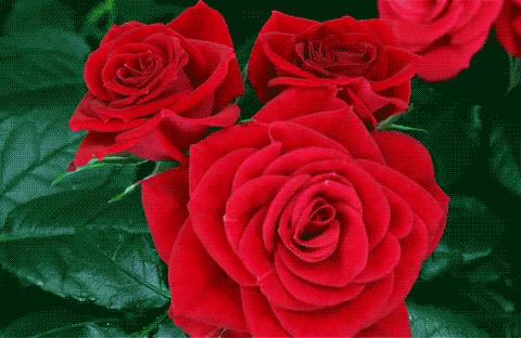 分享一束花图片,分享照片愿你遇到的都是美好