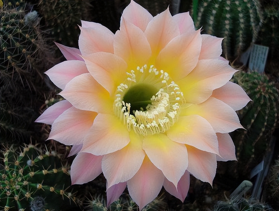 草球牡丹锦仙人球,大花彩草仙人球经典品种