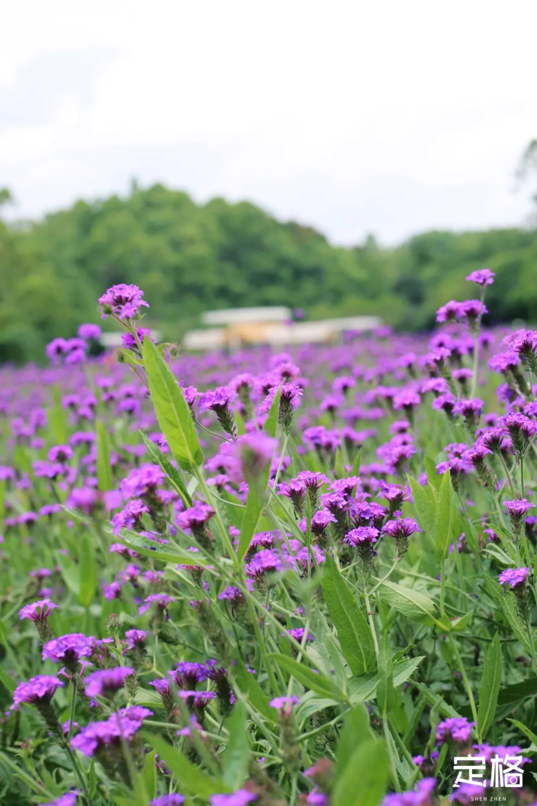 深圳蝴蝶谷花海,深圳湾公园花海3月