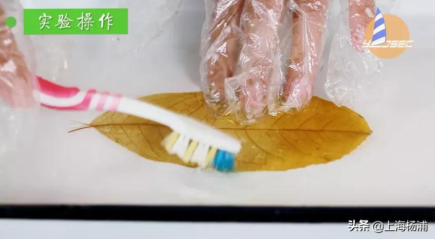 动手做一枚“叶脉书签”吧，好看又实用！【春节宅家手工】