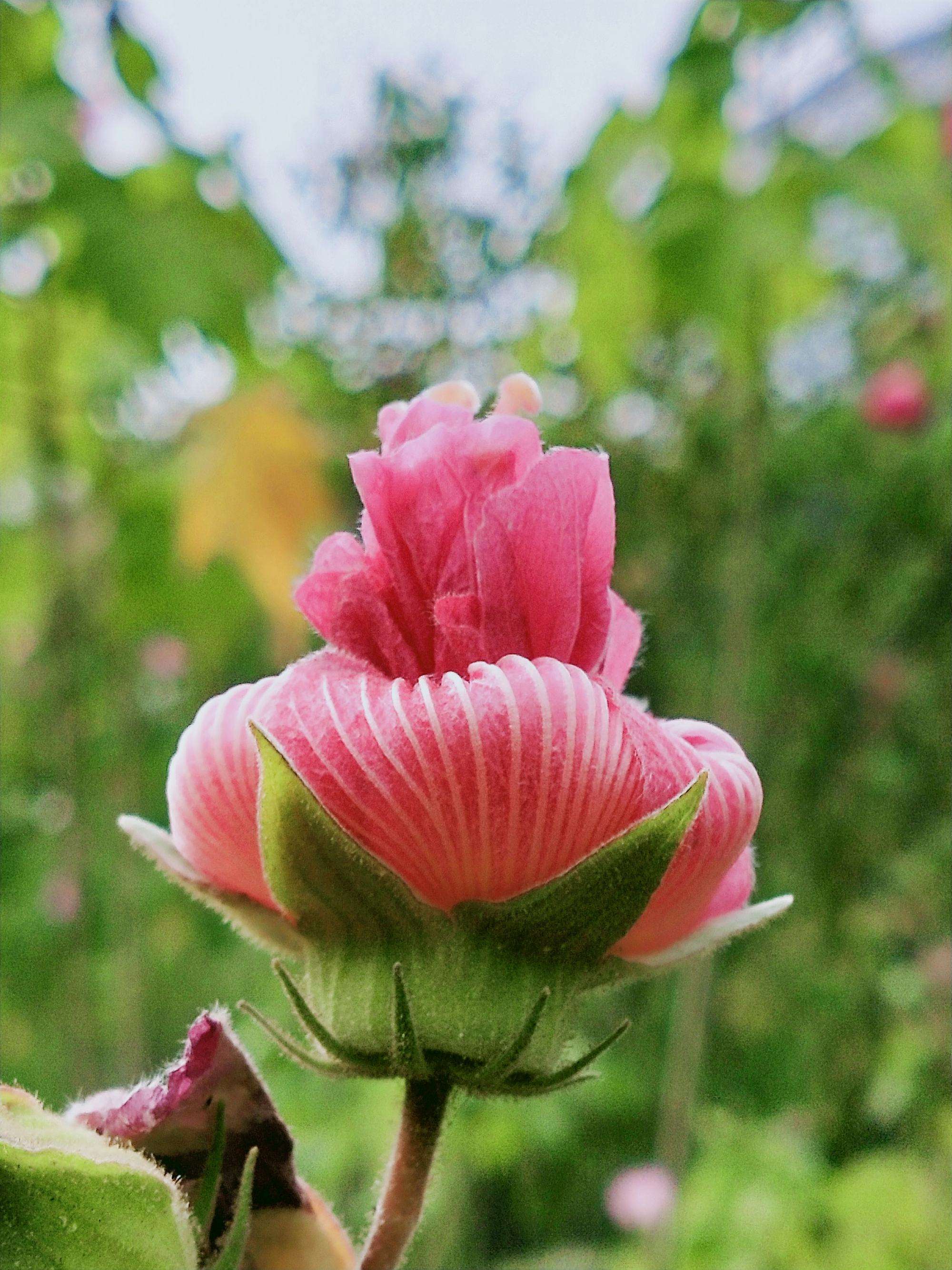 每个月农历十二月的花语,一月的花语