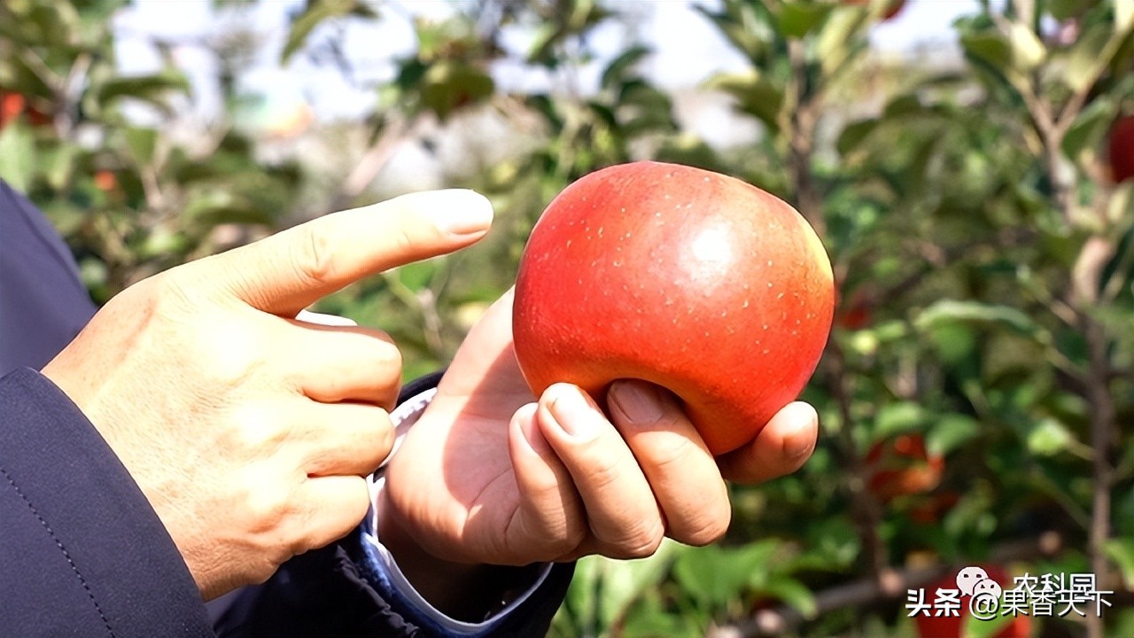 苹果新冠状病毒最新消息,新冠病毒在苹果表面存活时间