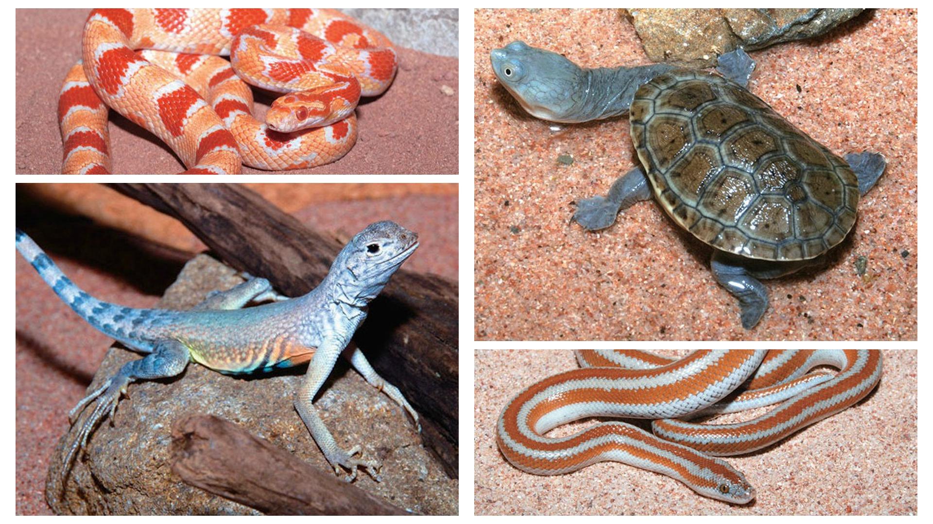 爬行动物世界动物园,世界爬行动物图鉴最新