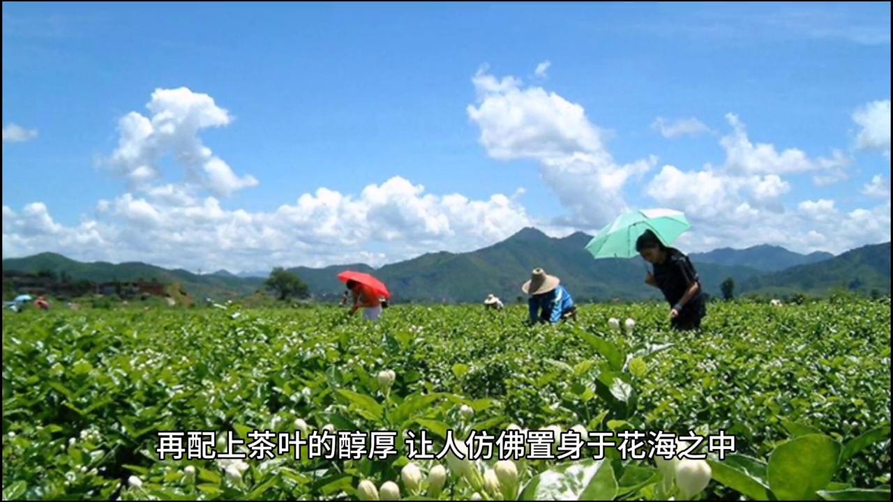 茉莉花茶天然健康,茉莉花茶清香微甜