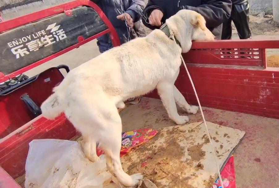 家养拉布拉多便宜出售,拉布拉多闹市跪求狗贩子