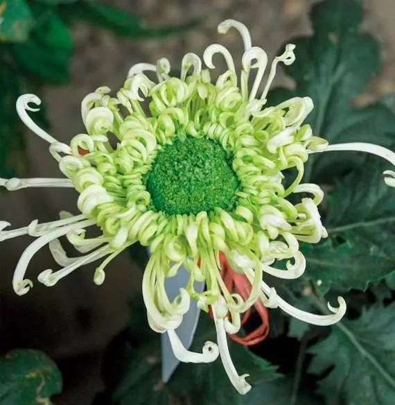 清雅花卉园艺景观,意境清雅的花草