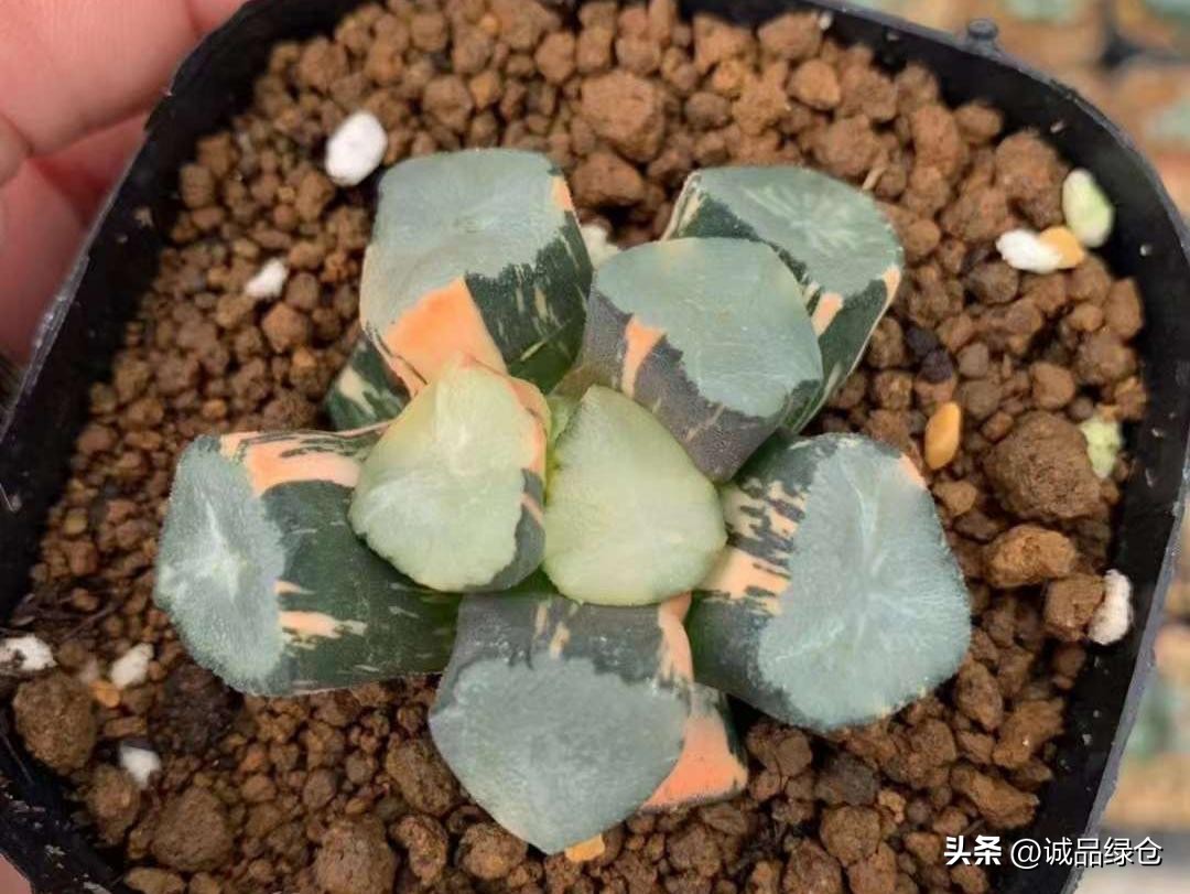 多肉植物十二卷是哪些,多肉植物十二卷名字的由来