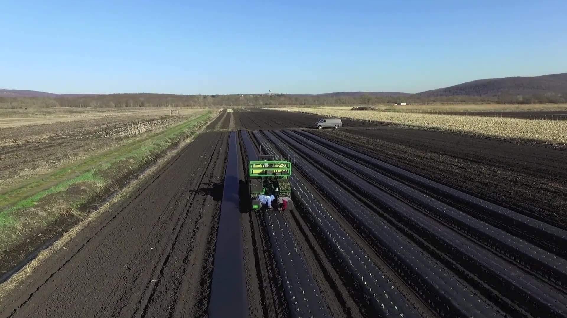 俄罗斯小麦有哪些品种,俄罗斯小麦为什么比欧洲小麦便宜