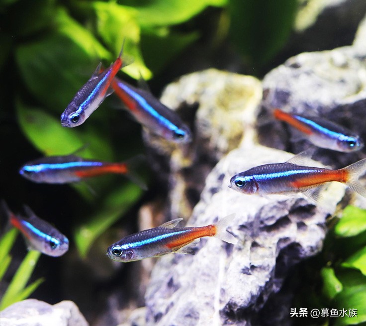 新手养鱼如何选鱼缸,新手养鱼怎样选择小鱼缸