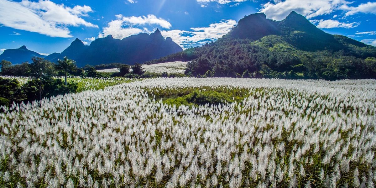非洲岛国毛里求斯免费水果多到伸手可摘，走走路动动手吃到树上熟