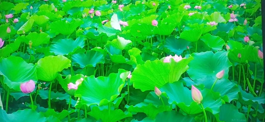 春天挖野菜图片大全,最全野菜图集63种野菜大图鉴